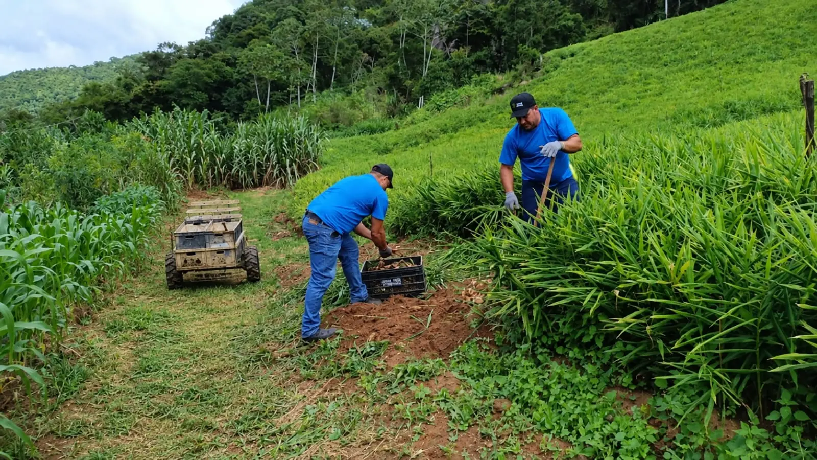 Agroplantec team harvesting ginger on the slopes of Santa Maria de Jetibá