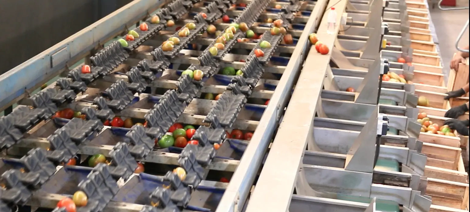Linha de esteiras de seleção de tomates em movimento no packing house