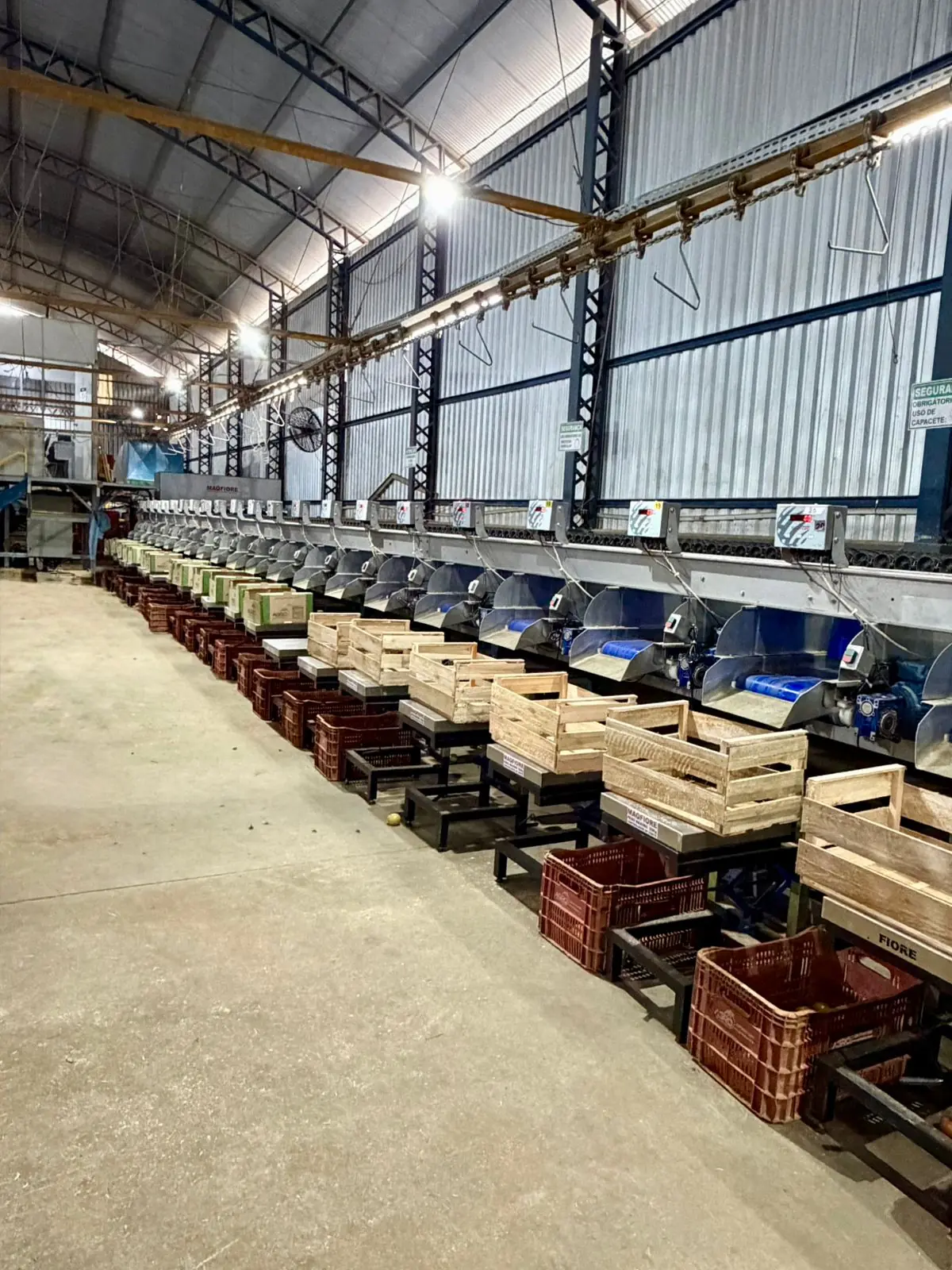 Tomato washing machine at the Agroplantec packing house