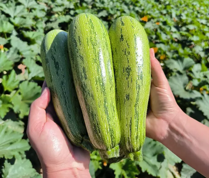 Fresh zucchini